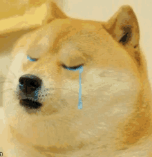 doge sadd